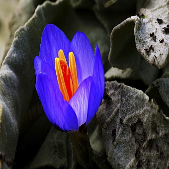 Uludağ'da Baharın müjdecisi kardelenler çiçek açtı
