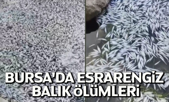 Bursa'da Esrarengiz Balık Ölümleri